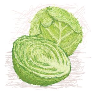 cabbage-cross-section_zyx2-1vd_l